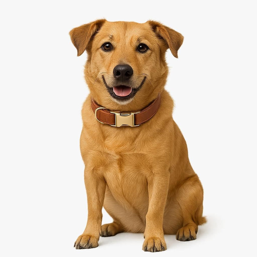 Scobby Leather Dog Collar g22 Bouletta